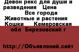 Девон рекс для души и разведения › Цена ­ 20 000 - Все города Животные и растения » Кошки   . Кемеровская обл.,Березовский г.